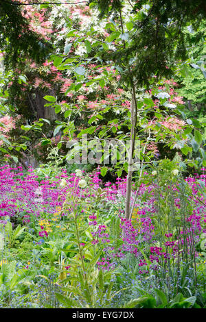 English garden border with purple primulas white poppies bluebells forget me nots and beech yew and fir trees Stock Photo