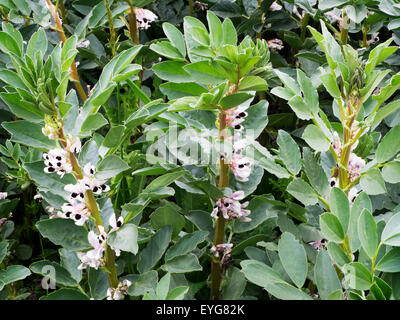 Broad Bean Crop in Flower Growing in a Field near Hauxley Amble by the Sea Northumberland England Stock Photo
