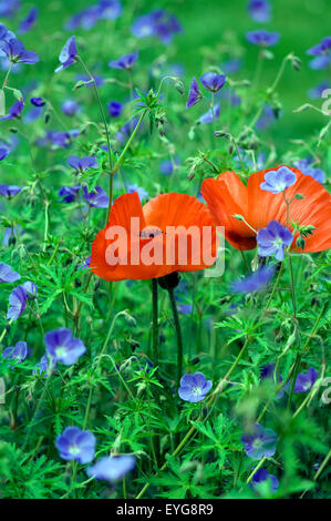 Klatschmohn; Storchschnabel, Stock Photo