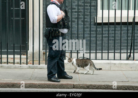 Westminster London,UK. 29th July 2015. Larry the cat makes an appearance at Downing street on the day Home secretary Theresa May chairs a COBRA meeting on the growing migrant crisis in Calais France Credit:  amer ghazzal/Alamy Live News Stock Photo