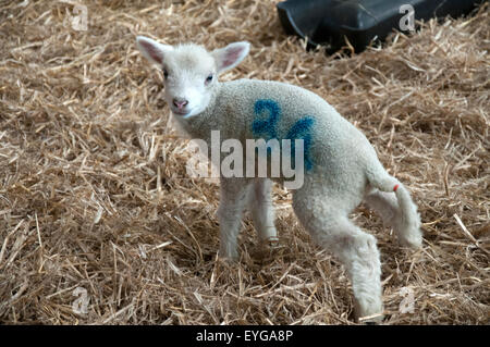 Spring Lamb in the barn at White Post Farm Centre, Farnsfield Nottinghamshire England UK Stock Photo