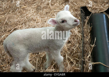 Spring Lamb in the barn at White Post Farm Centre, Farnsfield Nottinghamshire England UK Stock Photo