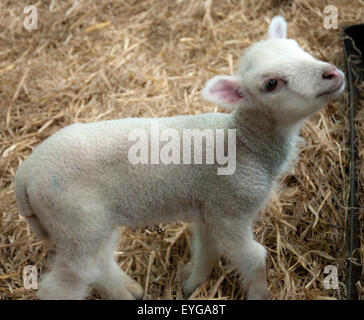 Spring Lamb in the barn at White Post Farm Centre, Farnsfield Nottinghamshire England UK Stock Photo