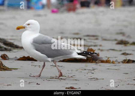 A herring gull (Larus argentatus) walking along a crowded beach in Kennebunkport, Maine, in summer. Stock Photo