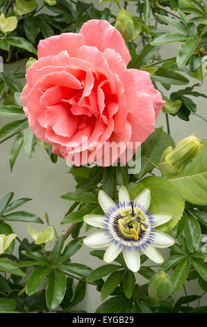 Climbing rose Leaping Salmon growing with Passion Flower on wall Stock Photo