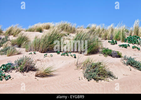 Protected natural environment of sand dunes with wild grasses and plants in the wind on a sunny summer day, Mediterranean Sea Stock Photo