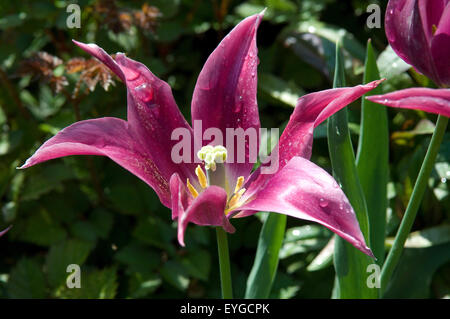 Lilienbluetige Tulpen; Maytime