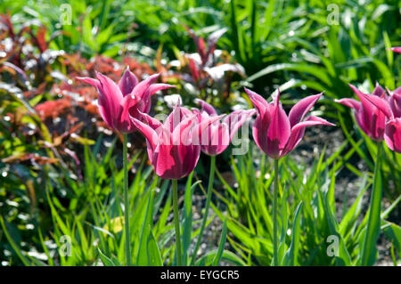 Lilienbluetige Tulpen; Maytime
