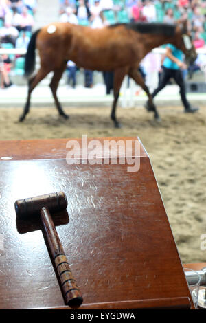 Iffezheim, Germany, Symbolfoto, a horse will be auctioned off at auction Stock Photo