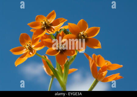 Milchsterne, Ornithogalum, Dubium, Stock Photo