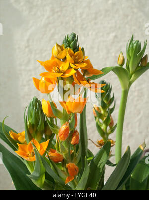 Milchsterne, Ornithogalum, Dubium, Stock Photo