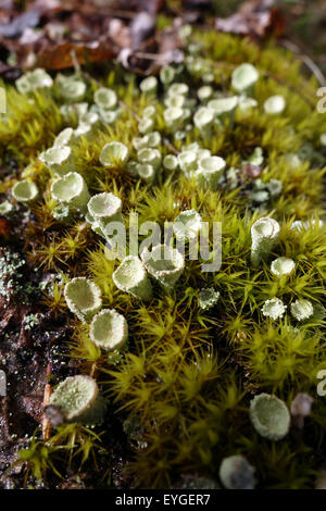 Lessebo, Sweden, moss with lichen of the genus Cladonia Stock Photo
