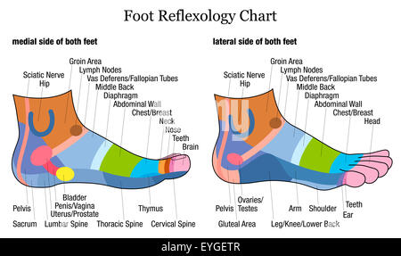 Foot reflexology chart - inside and outside view of the feet - with ...