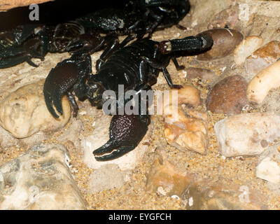 Imperial Scorpion Stock Photo