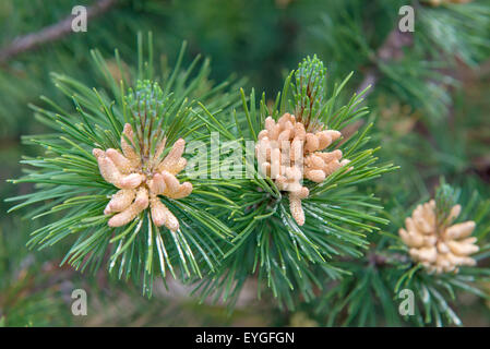Pine, Pinus sylvestris, male inflorescence Stock Photo