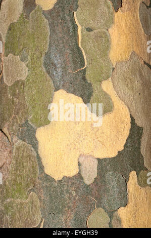 Detail of bark of Hybrid plane tree, Platanus x acerifolia. Stock Photo