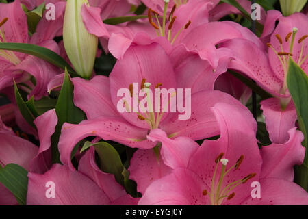 Lilium Homerus pink lily flowers Stock Photo