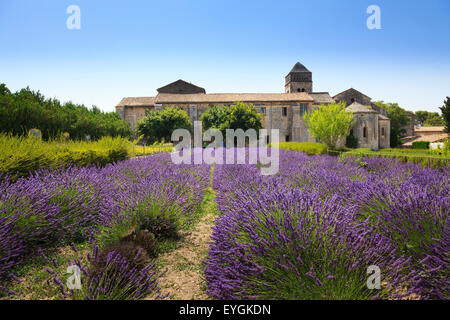 The lavender field in full bloom at Maison de Sante Saint Paul Monastery at Saint Remy Stock Photo