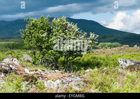 A sunlit Hawthorn tree, Crataegus monogyna, with moody hills behind. Stock Photo