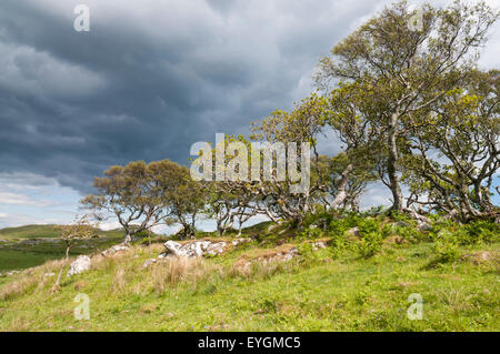 A row of Rowan, Sorbus aucuparia and Hawthorn trees, Crataegus monogyna on a ridge with dark clouds behind. Stock Photo