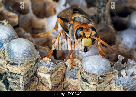 European hornet (Vespa crabro) on brood cells in paper nest Stock Photo