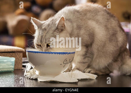 British shorthair cat drinking milk from bowl at home Stock Photo