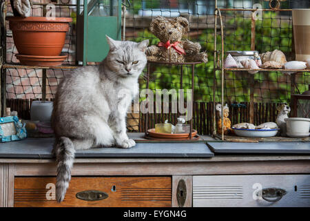British shorthair cat in kitchen at home Stock Photo