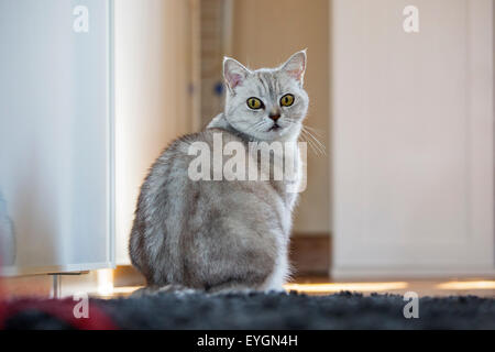 British shorthair cat sitting on the floor at home Stock Photo