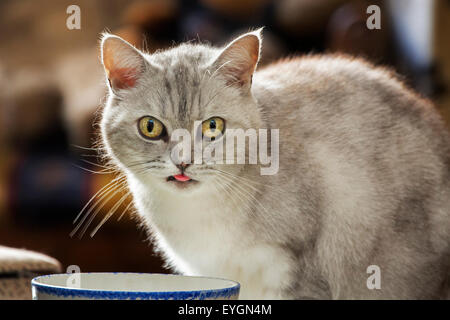 Close up of British shorthair cat drinking milk from bowl at home Stock Photo