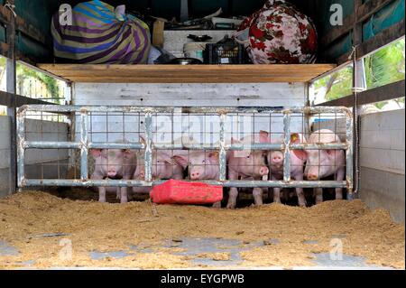 A lorry with pigs on board traveling to market.Santorini,Greece Stock Photo
