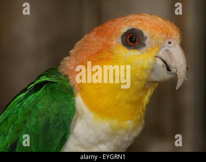 South American Green thighed Parrot  (Pionites leucogaster) a.k.a. White bellied Caique Parrot Stock Photo