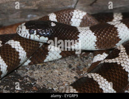 Black and white  California Kingsnake ( Lampropeltis Californiae, Lampropeltis getula californiae) Stock Photo