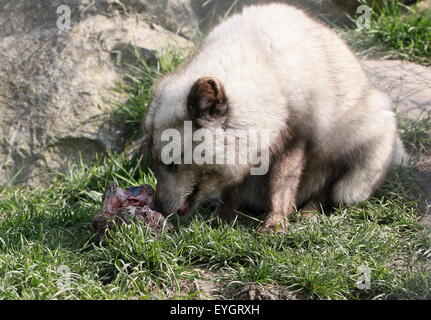 Arctic Fox or Polar Fox (Vulpes lagopus) feeding on meat Stock Photo