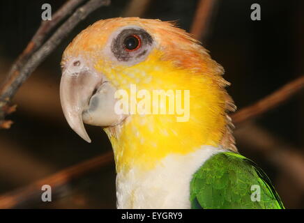 South American Green thighed Parrot  (Pionites leucogaster) a.k.a. White bellied Caique Parrot Stock Photo