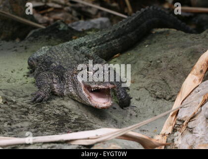 Chinese alligator (Alligator sinensis), close-up of the head, jaws wide open Stock Photo