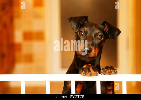 An alert, cheeky looking dog, A Manchester Terrier, with its head to one side side, inside a house and peering out over a barrier Stock Photo