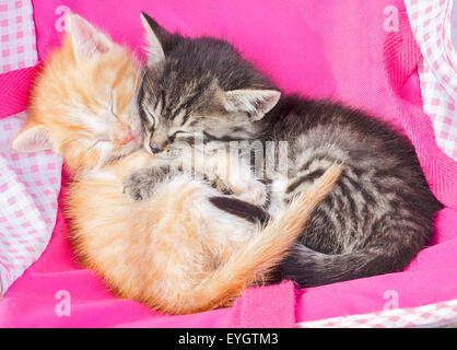 Cute red and gray kitten sleeping together Stock Photo