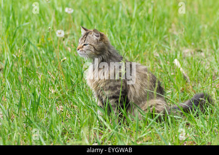 Long-haired cat in hunting process - looking for prey Stock Photo