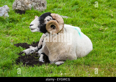 Scottish Blackface ram chewing grass in Dartmoor National Park, Devon, England, UK Stock Photo