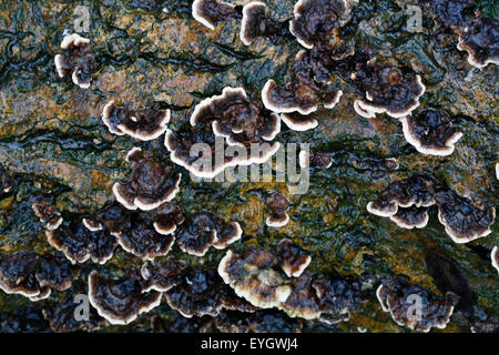 Brown and white Turkey tail fungus or mushrooms, Trametes versicolor, growing on a wet branch in a damp English woodland Stock Photo