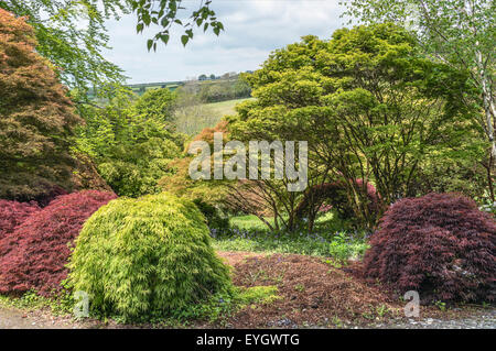 Acer Glade at the The Garden House, Yelverton, Devon, England Stock Photo