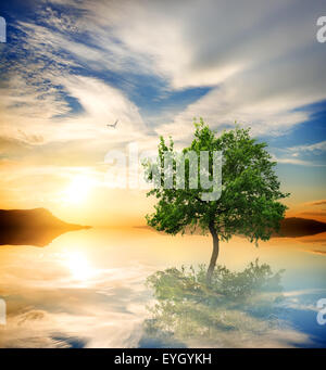 Green tree in the ocean at sunset Stock Photo