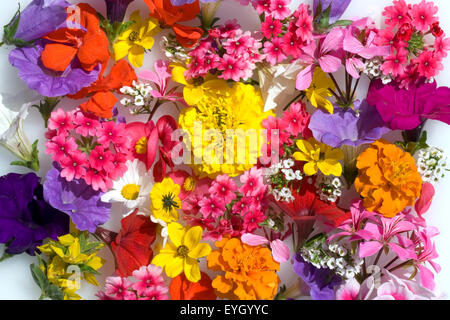 Balkonblumen, bunt, verschiedene Stock Photo