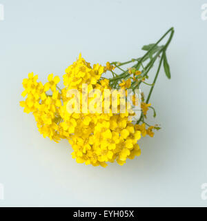 Steinkraut; Golden; Alyssum; saxatile; Stock Photo