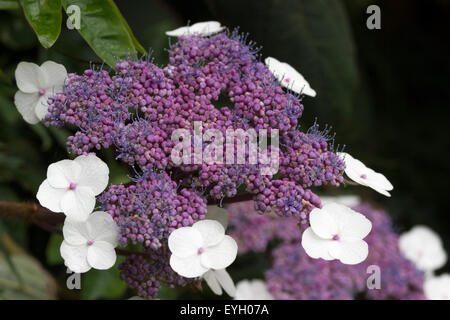 Lacecap flowers of the velvety leaved Hydrangea aspera sargentiana Stock Photo