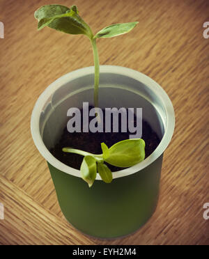 seedlings on the table Stock Photo