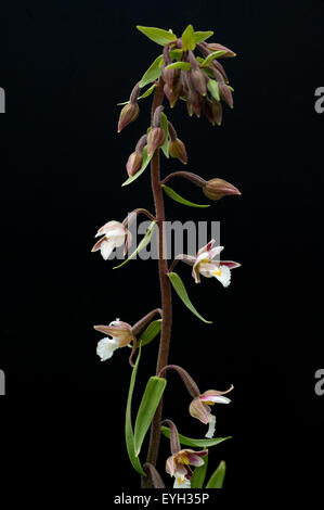 Sumpf-Stendelwurz, Epipactis palustris
