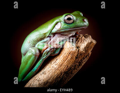 White's Tree Frog, Litoria caerulea Stock Photo