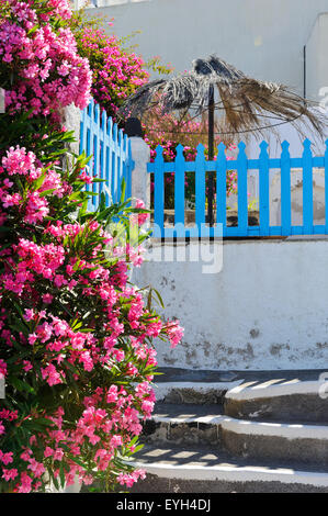 A typical scene on the Caldera with plant with flowers and colourful building in Santorini, Greece. Stock Photo