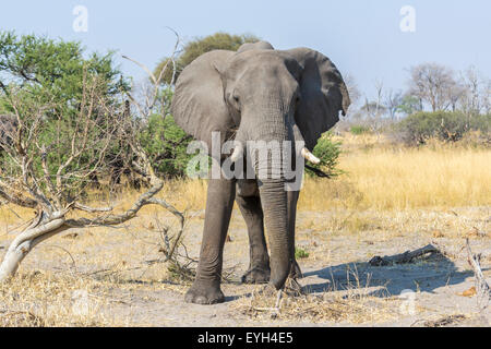 African wildlife: adult African elephant (Loxodonta africana), a wild animal in an aggressive stance standing in scrubland, near Zarafa Camp, Selinda Concession, Kalahari, northern Botswana, southern Africa Stock Photo